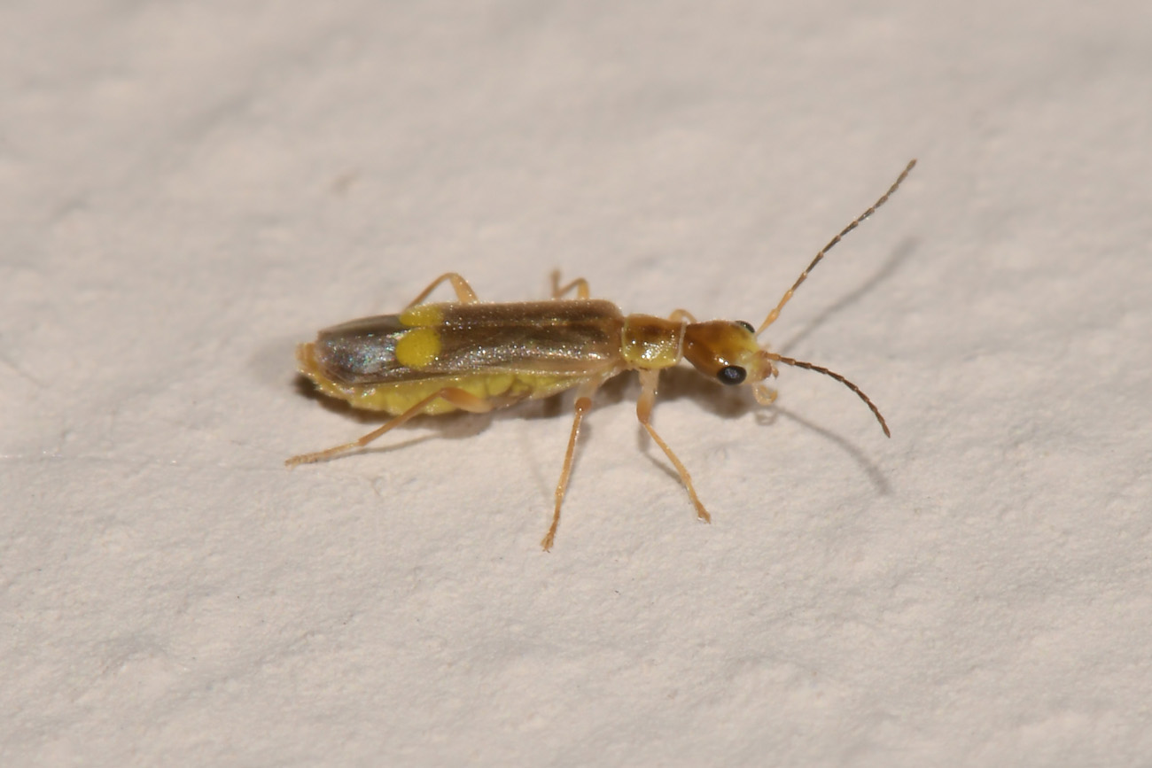 Cantharidae: Malthinus sp?  S, Malthinus sordidus